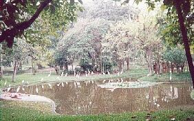 This is a pond in a beautiful park in Caracas.
Erin Elizabeth Howarth
09 Nov 2001