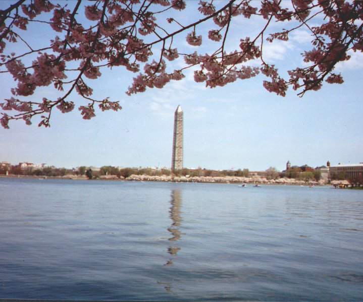 Washington Monument under renovation
Cherry Blossoms
David  Pabst
11 Oct 2002