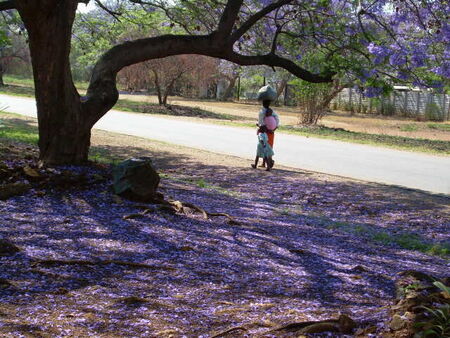 The Jacaranda are blooming in Gweru, 10/06
Randall  Knorr
10 Apr 2007