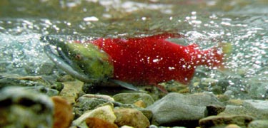 Joshua Michael Ricker Alumni Photo