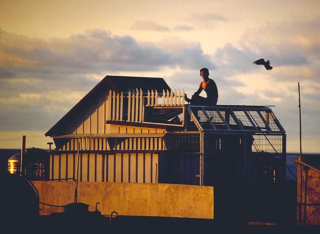 Man with homing pidgeons
Kim Burton Ashby
14 Mar 2002